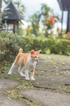 stray orange cat on the park street photo