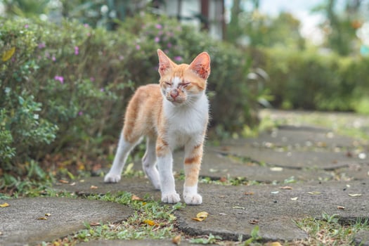 stray orange cat on the park street photo