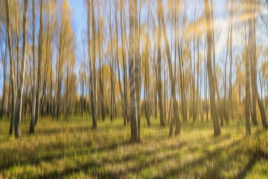 Autumn birch forest with sunshine and vertical motion blurr background. Fall season abstract. photo