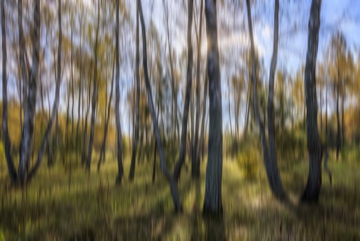 Autumn birch forest vertical motion blurr background. Fall season abstract. photo