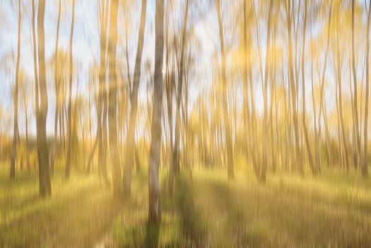 Autumn birch forest with sunshine and vertical motion blurr background. Fall season abstract. photo