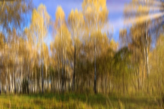 Autumn birch forest with sunshine and vertical motion blurr background. Fall season abstract. photo