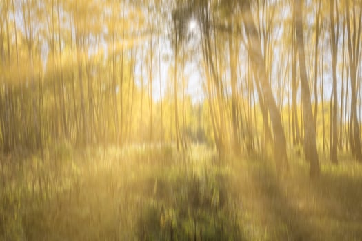 Autumn birch forest with sunshine and vertical motion blurr background. Fall season abstract. photo