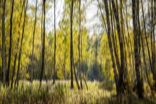 Autumn birch forest vertical motion blurr background. Fall season abstract. photo