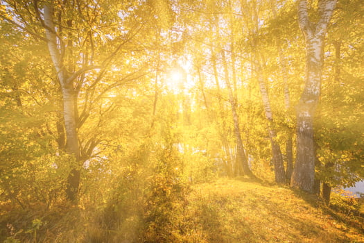 Foggy dawn in a birch grove in autumn. photo