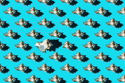 Pattern of clam shells on a cyan background. photo