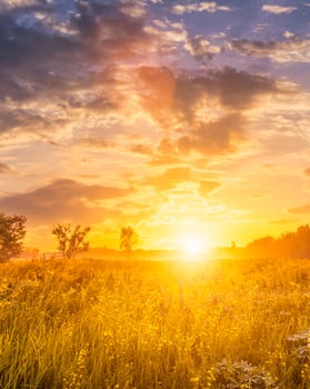 Sunrise on a field with wildflowers and cloudy sky. photo