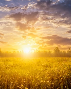 Sunrise on a field with wildflowers and cloudy sky. photo