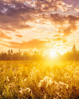 Sunrise on a field covered with wild flowers in summer season. photo