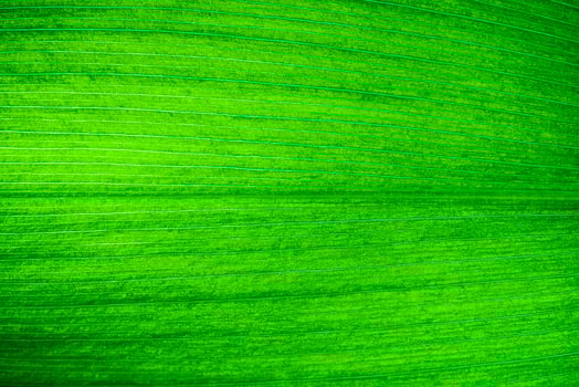 Macro shot of lily of the valley leaf. Foliage background. photo
