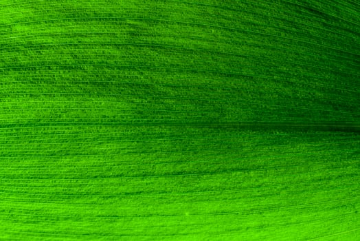 Macro shot of lily of the valley leaf. Foliage background. photo
