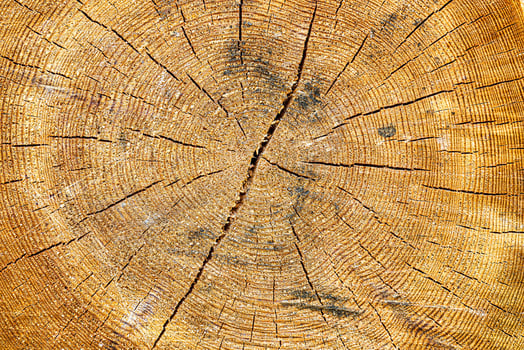 Cross section of an aged pine tree. photo