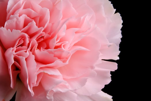 Abstract background with aster flower closeup. photo