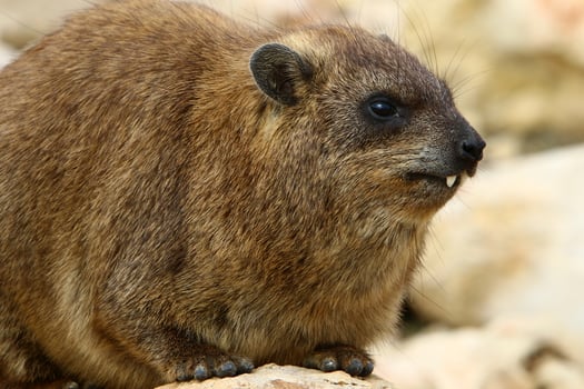 The hyrax lies on hot stones heated by the sun. photo