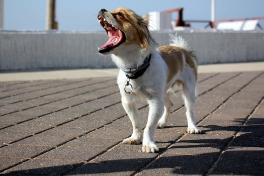 A dog on a walk in a city park. photo