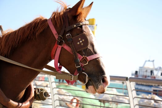 The horse is a domestic equid animal. photo