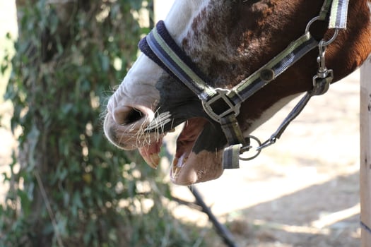 The horse is a domestic equid animal. photo