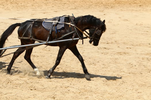 The horse is a domestic equid animal. photo