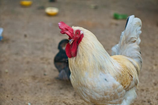 White chicken with red comb, farm animal on a farm. Feathers and beak, portrait photo