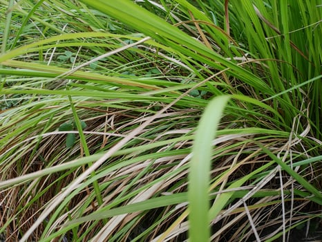 Full frame shot of wild grass on field photo