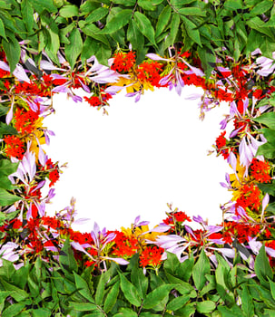Frame of fresh bright summer flowers on white background. Festive floral template. Greeting card design. Top view. photo