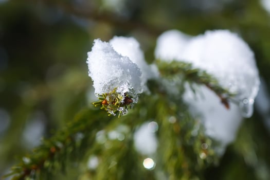 Snow covered fir tree branches outdoors. photo