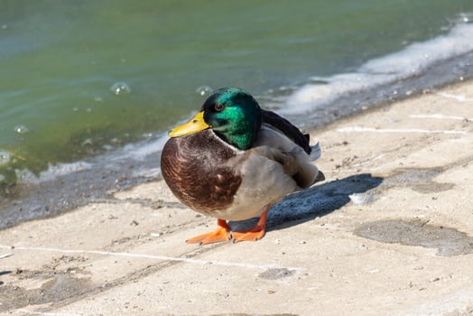 Close up photo of a wild duck relaxing by the lake
