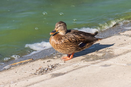 Close up photo of a wild duck relaxing by the lake
