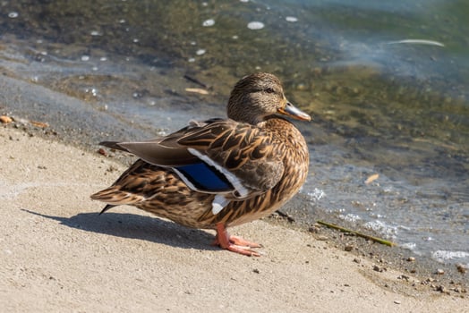 Close up photo of a wild duck relaxing by the lake