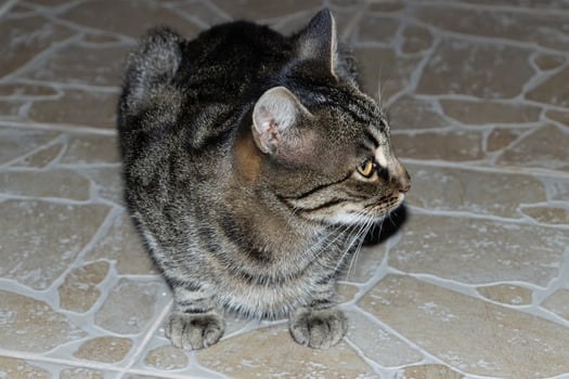 Close up photo of an adorable cat