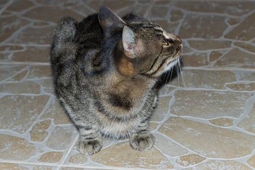 Close up photo of an adorable cat