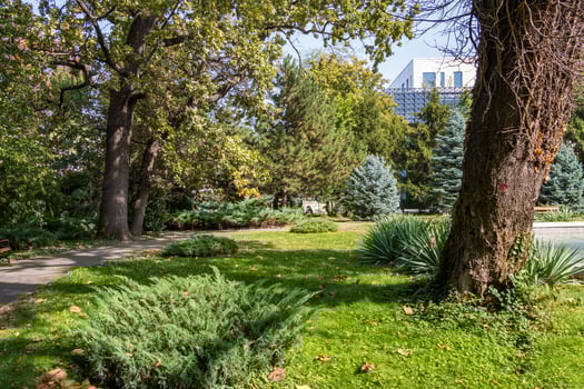 Landscape photo of beautiful green foliage taken in the park