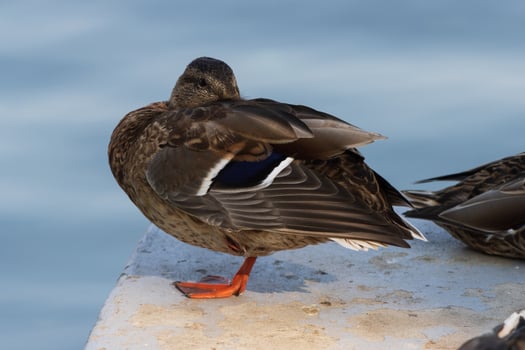 Close up photo of a wild duck relaxing by the lake
