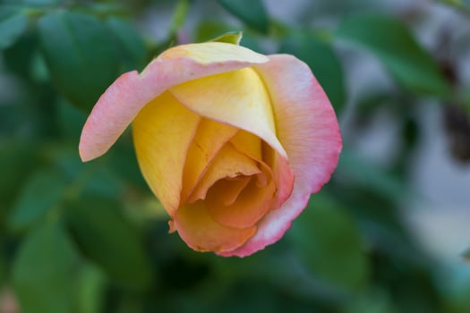 Macro photo of a beautiful vibrant yellow rose