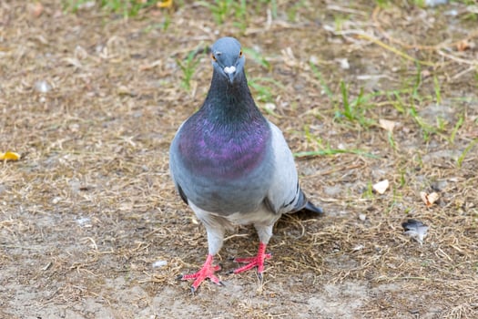 Close up photo of an adorable little pigeon