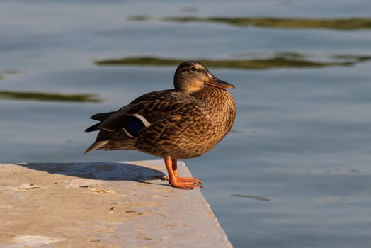 Photo of a wild duck relaxing by the lake
