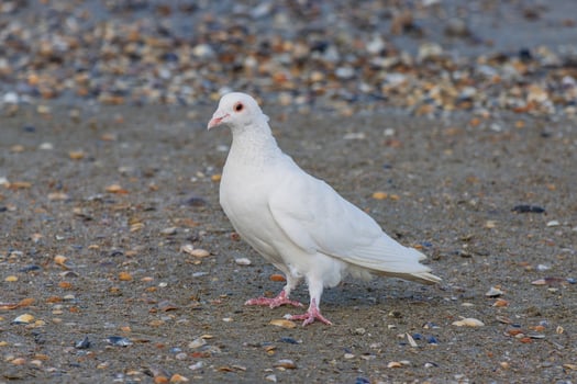 Close up photo of a pigeon relaxing by the see side