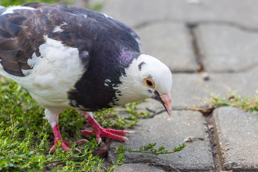 Close up photo of a a beautiful vibrant city pigeon