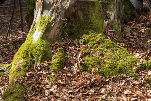 Moss growing on tree bark photo