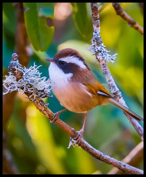 Beautiful yellow bird on a branch photo