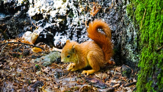 Autumn Foraging - A Red Squirrel Scavenges Amongst the Forest Floor's Fallen Leaves photo