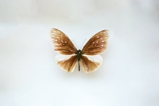 Fulgora laternaria spread is common in Central and South America, Mexico. photo