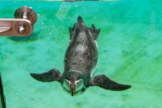 Beautiful swimming seal at underwater in the zoo. photo