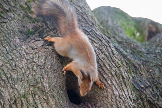 Close-up shot of the Red Squirrel photo