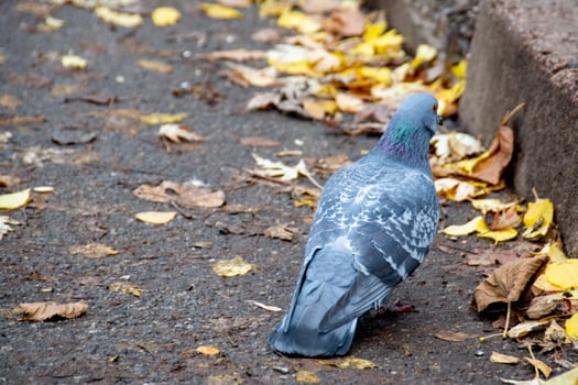 Closeup of beautiful pigeon in the park, selective focus. photo
