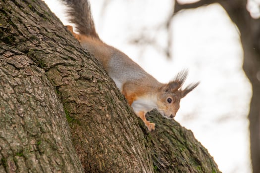 Close-up shot of the Red Squirrel photo