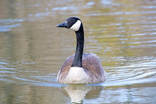 Canadian geese, Branta canadensis on the lake. photo