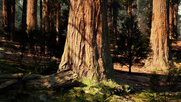 A dense forest with towering trees photo
