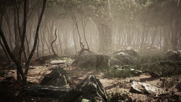 Roots of a tree in a misty forest photo