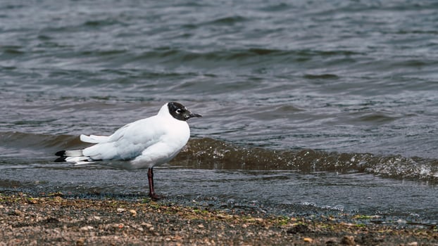 Andean gull on the coast photo